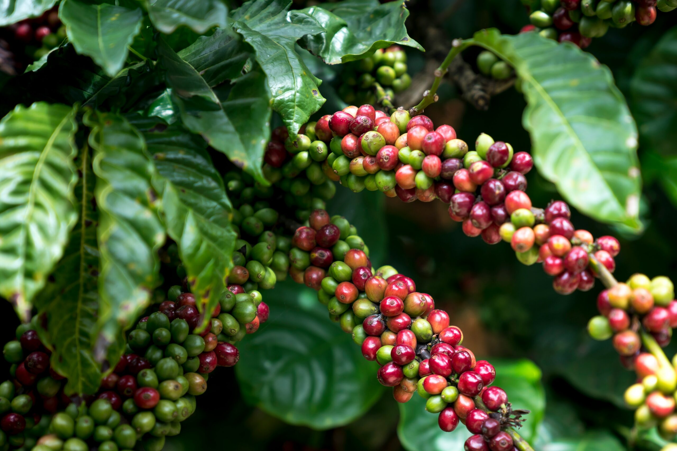 Read more about the article Ethiopian Coffee: The Birthplace of Coffee and the Secret to Its Unique Flavor